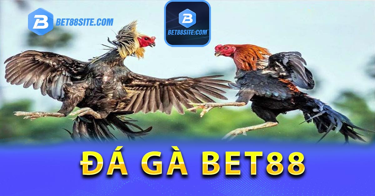 Giới thiệu về đôi nét đá gà BET88