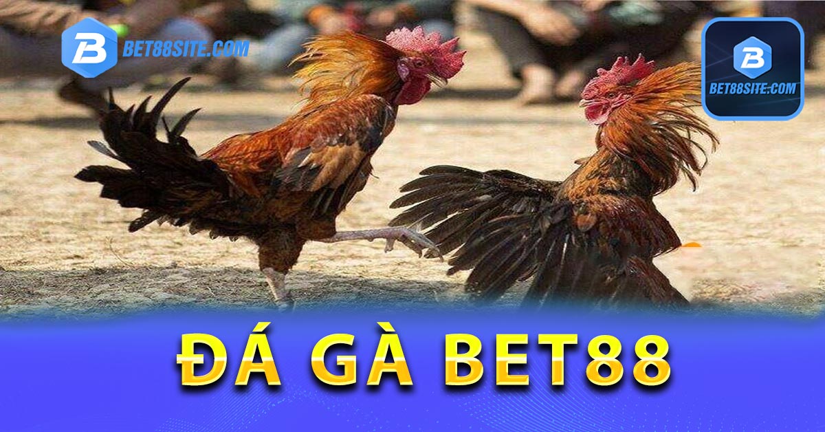 Ưu điểm tham gia coi đá gà Thomo tại BET88